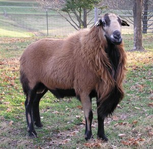 The Barbados Blackbelly Sheep (I kid you not..)