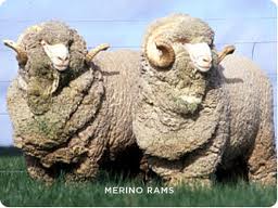Merino Rams provide wool for those delicate fine knitwear. Who'd of thought ..