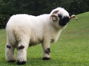 Originating from Switzerland. Both the ram & ewes have horns.