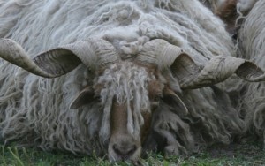 An old unknown sheep breed with fancy horns.